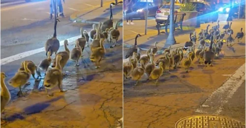 Forget aliens—Jersey City’s new overlords are geese, and people can’t look away!