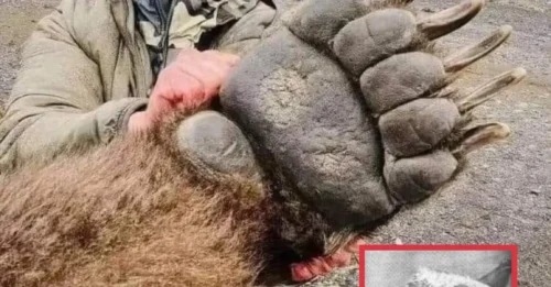 Mystery of the GIANT Arctic Bear: How a 19th Century Killing May Reveal First Polar-Grizzly Hybrid