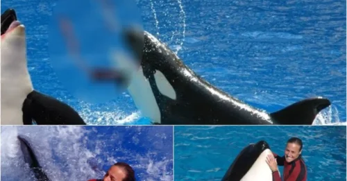 Horror at SeaWorld: 40-Year-Old Trainer Killed by Orca in Front of Hundreds of Spectators!