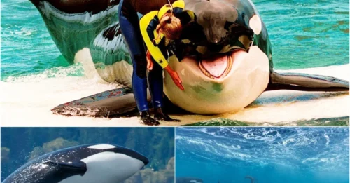 NATURE'S MYSTERY: The Unwritten Law That Stops Wild Orcas From Killing Humans - Scientists Stunned!