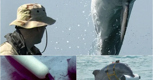 These military dolphins have killed more enemies than you think – and not by biting