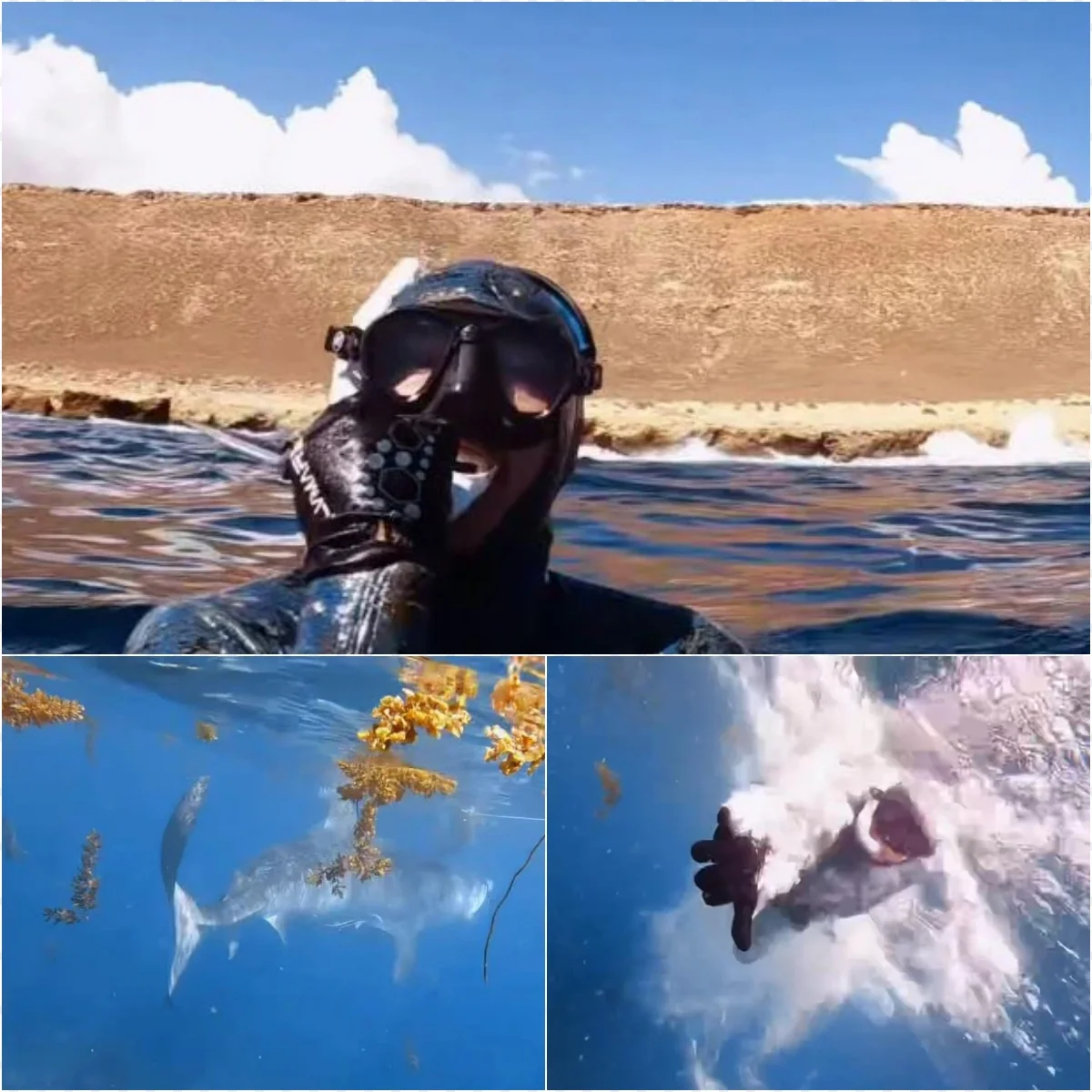 Tiger Gopro GoPro footage that shocked the world: Man battles tiger shark in a ...