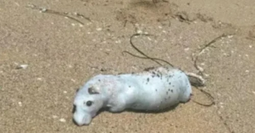 Not Sharks! Cat-Sized Creatures Invade Beach - Tourists Scream in Terror!