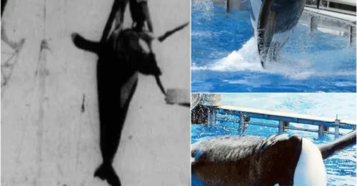 10 years of loneliness, one lost life, and a premature death – the terrifying truth behind keeping orcas in amusement parks
