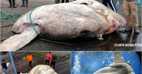Ocean mystery revealed: Deep-sea monster dragged ashore leaves fishermen stunned!