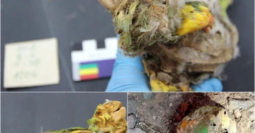 Mummified Amazon parrot found in the driest desert on Earth – an unsolved mystery!