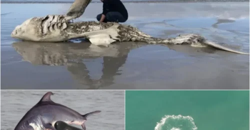 ORCAS ARE OCEAN'S MAFIA: The Shocking Hunting Rituals That Make Great Whites Flee in Terror!
