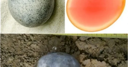 Archaeologists in shock: Ancient Roman egg discovered in Aylesbury hasn’t spoiled after 17 centuries!