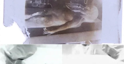 75-Year-Old Secret: NFT of 'Alien Autopsy' Footage Being Sold for $1 Million