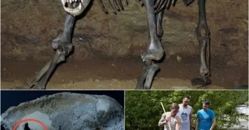 This 35,000-year-old bear skull has an unnatural puncture, and experts are stunned