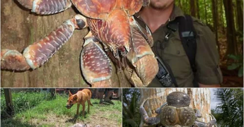 SHOCKING: This Giant Crab Doesn’t Just Look Scary — It Lives in Your Nightmares