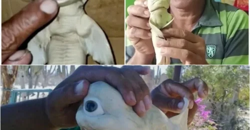 Half-shark, half-human creature washes ashore in Indonesia – Villagers speculate it's an 'alien zombie'!