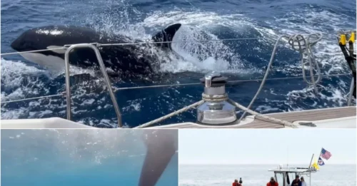 RED ALERT: Killer Whales Rampage Against European Ships - Is Human Safety at Risk?