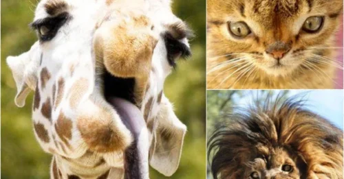 Something’s Not Right: Why These ‘Down Syndrome Animals’ Stories Feel So Wrong