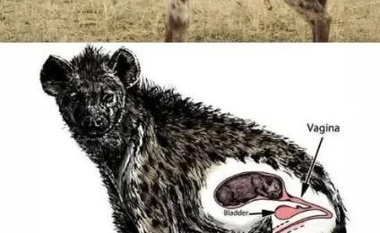 The Dark Secret of Hyena Reproduction: Mating Through a ‘Fake Penis’