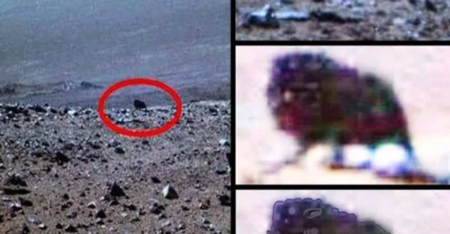 Many conspiracy theorists have taken the initiative to find life on Mars