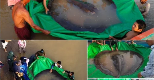 Forget Loch Ness – Cambodia’s Real-Life River Giant Is Here!