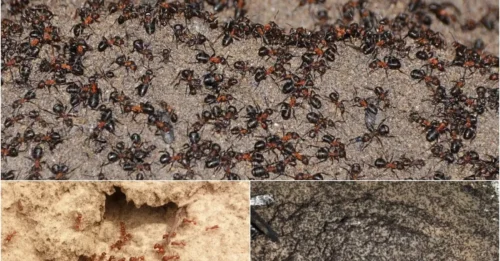 Terrifying Secret: A Million Ants Burned Themselves Alive After Cannibalizing Each Other in an Abandoned Nuclear Bunker