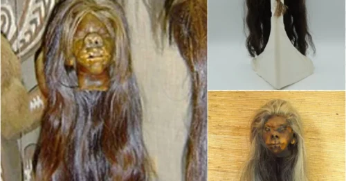 Chilling 'Shrunken Head' on Display: Canadian Museum Showcases an Authentic Human Head from Ancient Ritual!