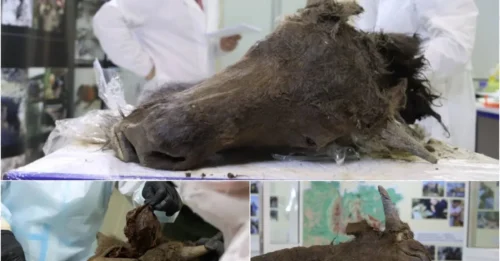 Scientists May Clone a Prehistoric Bison So Perfectly Frozen It Looks Like It Just Died Yesterday