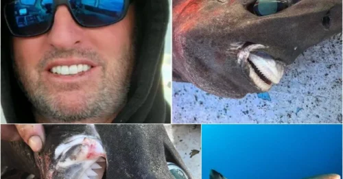 Shocking: Deep Sea 'Monster' With Terrifying Teeth Emerges – Australia Faces a Thousand-Year Mystery!