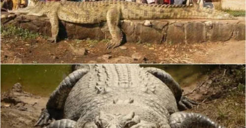 HUMAN VS BEAST: How Locals Subdued This Terrifying 7.1m Nile Monster Years Ago
