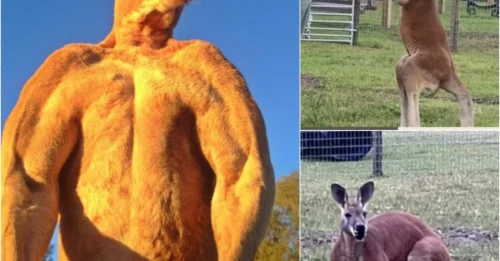 'Harmless' kangaroo kills man after horrifying play session