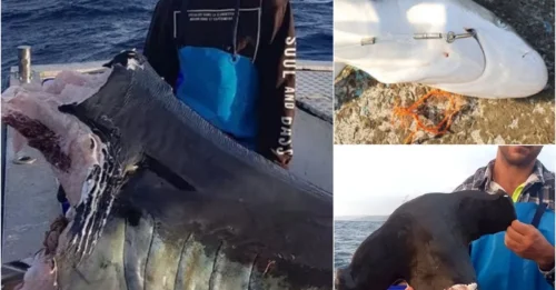 The Ocean’s Dark Secret: Unknown Predator Ripping Sharks in Half!
