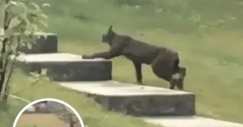 Rare Creature Caught On Camera For The 1st Time, Leave Scientists Stunned