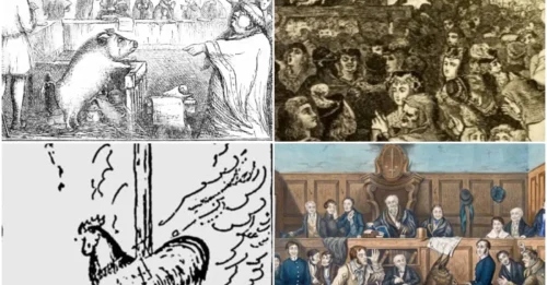 Back In The Middle Ages, Naughty Animals Were Given Lawyers To Defend Them In Court