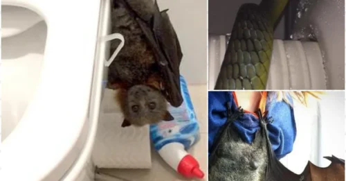 Daylight Shock: Giant Bat and Venomous Snake Found Hiding Together in a Sydney Family's Toilet!