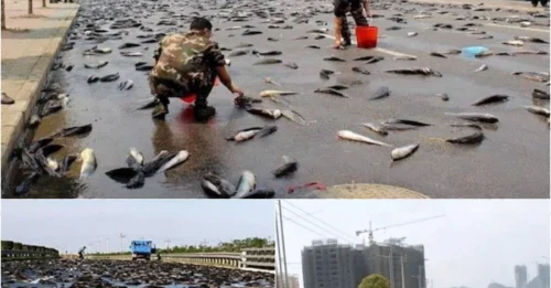 Fish Fall from the Sky in Honduras — And No, This Isn’t a Fairy Tale!