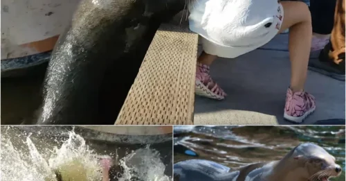 Terrifying Ordeal: Cute Sea Lion Turns Monster, Snatches Child in Broad Daylight!