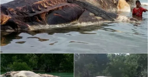 Giant Squid Hoax Exposed: The ‘Monster’ Was a Dead Sperm Whale All Along!