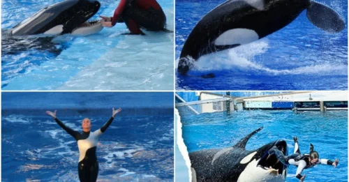 The Tragic Life Of Tilikum, SeaWorld’s Infamous Killer Orca