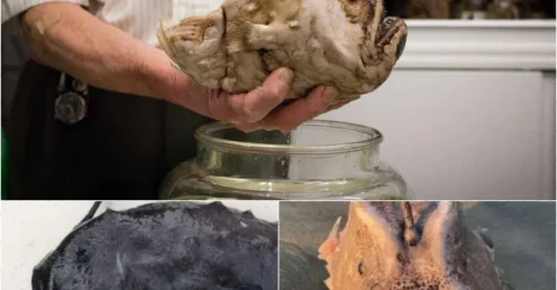 The ocean hides a TERRIFYING secret: a ghostly fish so bizarre that no one on Earth has ever witnessed it BREATHE!