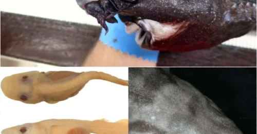 ALIEN SHARK TERROR: Scientists Discover Deep-Sea Demon with Glowing White Eyes