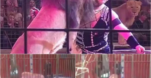 HORROR UNLEASHED: Circus Turns Deadly as Lion Savages Trainer During Kids’ Performance!