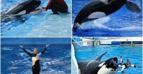 Tilikum’s Curse: How SeaWorld’s ‘Smiling’ Orca Became a Cold-Blooded Murderer