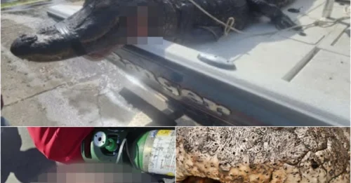 Kayaker’s Arm Almost a Gator’s Snack… Until a Stranger Did the UNTHINKABLE!