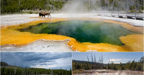 Yellowstone’s Beauty Is a Deadly Illusion—This Grisly Incident Proves It!