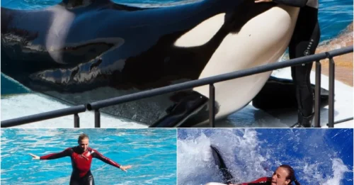 The Shocking Psychology Behind Tilikum - The Killer Whale Who Took 3 Lives