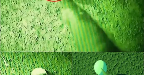 UFO Wars Erupt! Bizarre ‘Egg’ Craft Leak Sends Internet Into Frenzy – Who’s Hiding the Real Story?