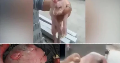 Genetic Horror: DNA Tests Confirm Human DNA in Bizarre 'Sheep Beast' Birth!