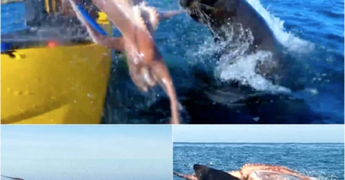 Ocean Feud Erupts! Shocking Footage Shows Seal and Octopus in Brutal Deep-Sea Duel!