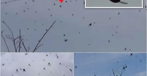 SPIDERS FROM SPACE? Mass Arachnid Descent Sparks Fears of Alien Terraforming!