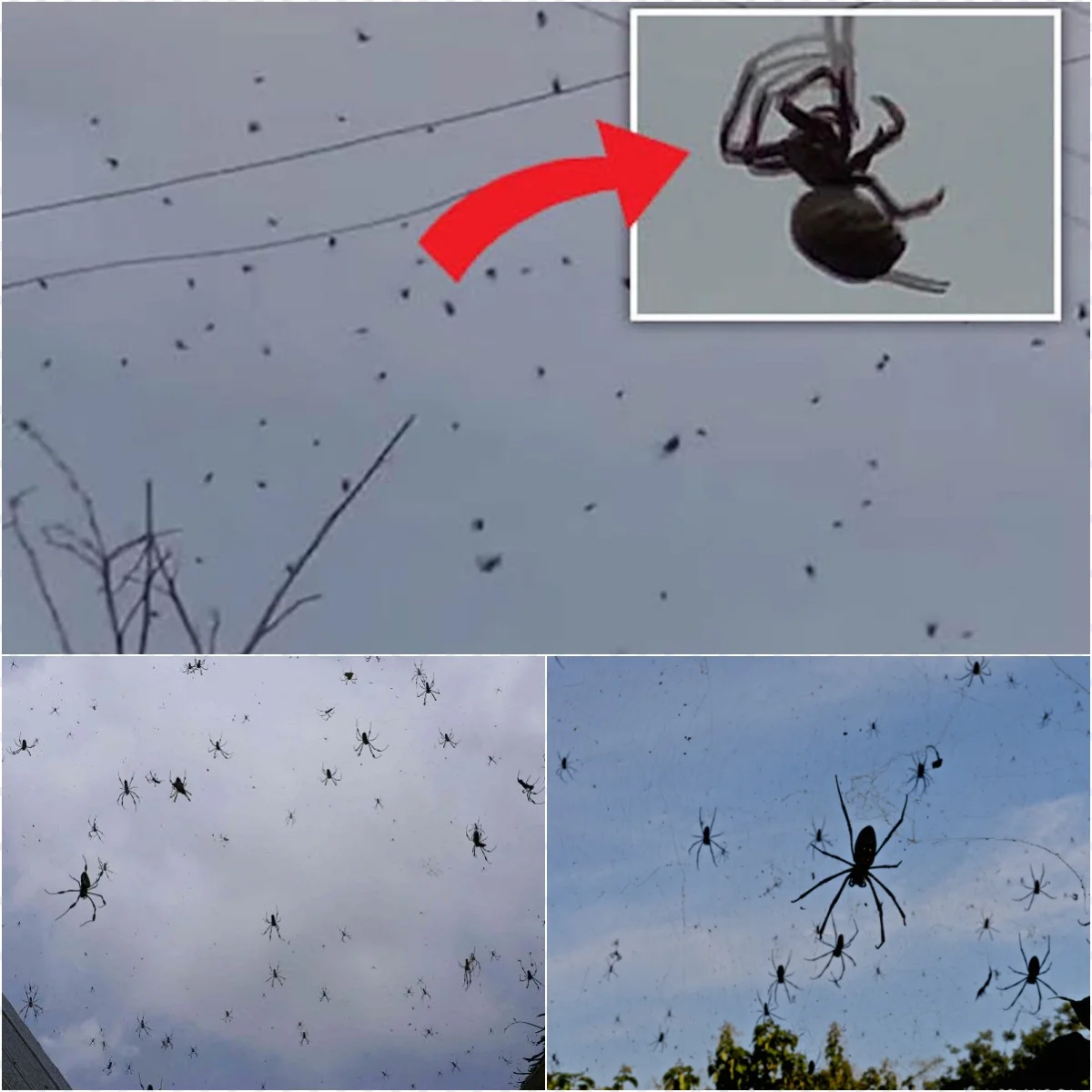 Spider Source SPIDERS FROM SPACE? Mass Arachnid Descent Sparks Fears of Alien ...