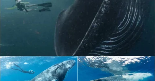 SURVIVING THE BELLY OF THE BEAST: Man LIVES After Being Swallowed Whole by Whale - What Happened Next Will Shock You!