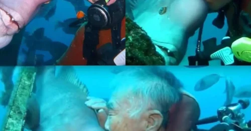 30 YEARS OF UNDERWATER FRIENDSHIP: Diver's Incredible Bond With 'Yoriko' the Fish Will Melt Your Heart!
