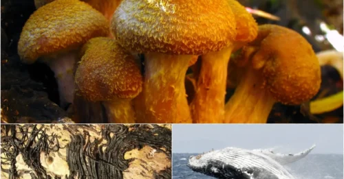 Giant 2,500-Year-Old Fungus Three Times Larger Than a Blue Whale EXPOSED: The Shocking Truth About This Monstrous Growth!